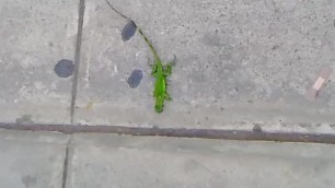 LIZARD RESTING ON THE SIDEWALK ALMOST CRUSHED BY GIRL IN CONVERSE. UNAWARE.