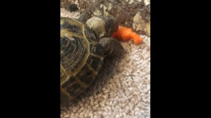 Tortoise Eats out Hot Thicc Carrot